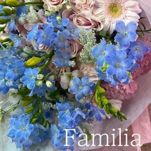 ピンク水色「ファミリア」