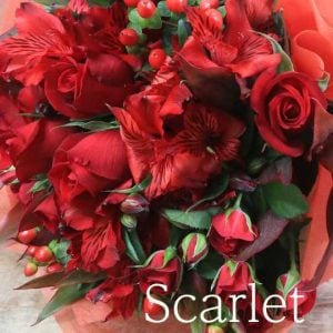 赤「スカーレット」