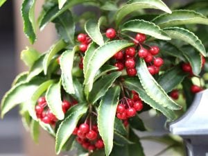 令和3年　本年もよろしくお願いいたします。