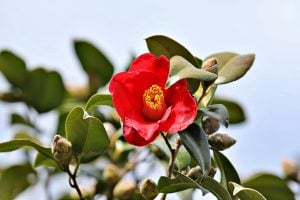 本年もどうぞよろしくお願い申し上げます。