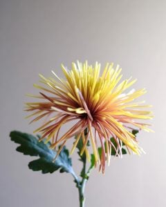 1月6日「小寒」