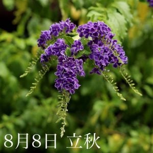8月8日「立秋」