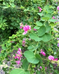 牡丹と萩　秋分の日に