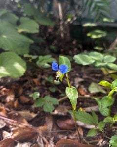 やっと秋になりました