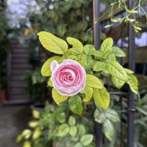 Carpe diem（カルペ・ディエム）その日の花を摘め