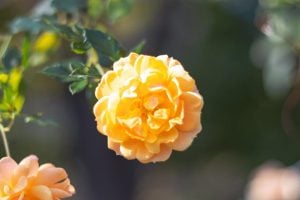 典座（てんぞ）