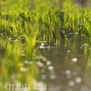４月20日「穀雨」クール便のお話
