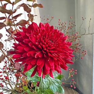 9月9日　重陽の節句