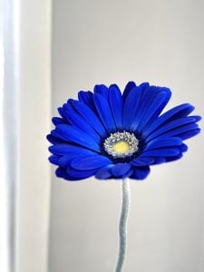 青のプロフィール