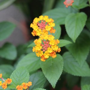 8月になりました