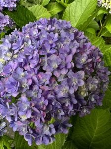 6月3日　年年歳歳花相似たり 歳歳年年人同じからず