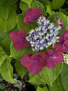 6月6日　あじさいの日