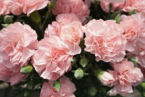 花屋と子どもたち