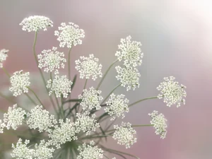 子どものミカタ