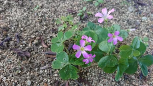 子どもと「つながり」