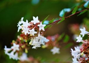 謙虚な心と思いやり