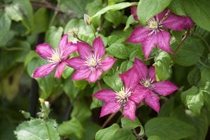 【季節の便り・暑中お見舞い◎10P付与キャンペーン中・2024.07.20】