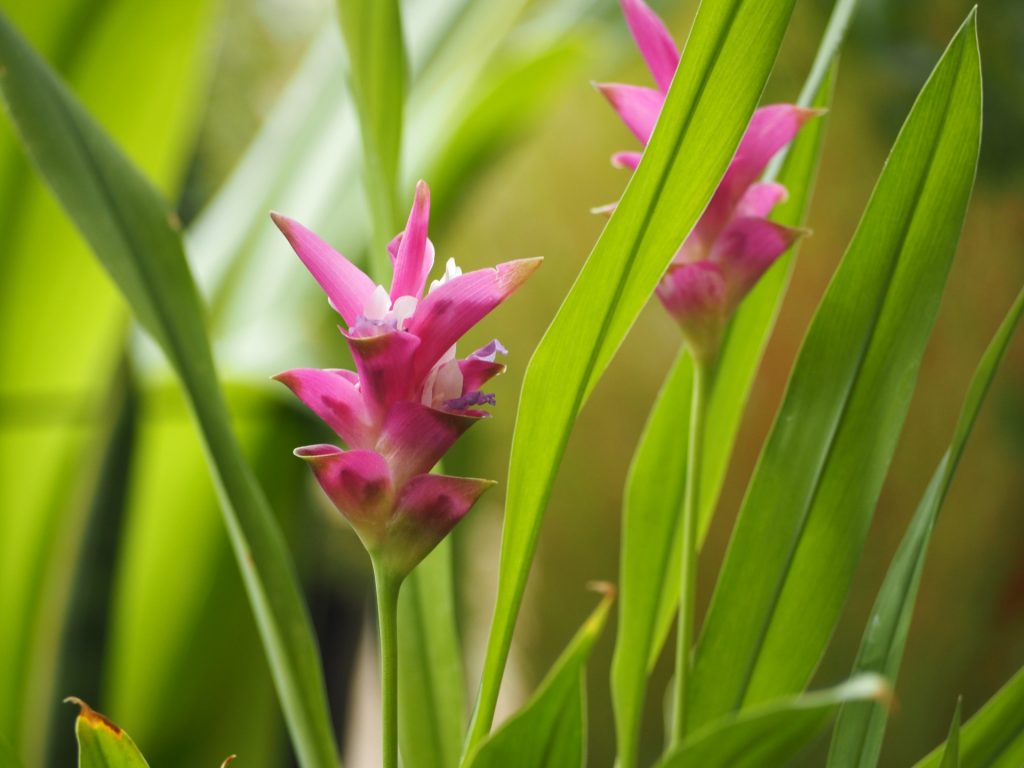 クルクマ 花言葉「あなたの姿に酔いしれる」