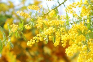 蔵前神社（東京都台東区）のミモザが咲きました。