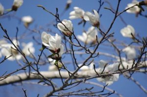 蔵前花屋こめて 10周年