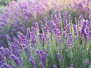 ラベンダー 花言葉「あなたを待っています」「期待」