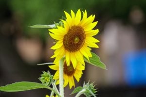 向日葵（ひまわり／Sunflower）花言葉「憧れ」「あなたを見つめる」