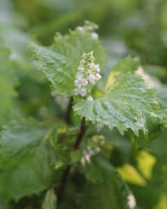 シソ　花言葉「善良な家風」「力が蘇る」