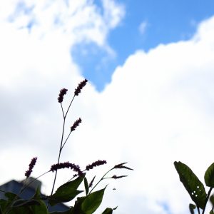 神様は秋雲の向こうに