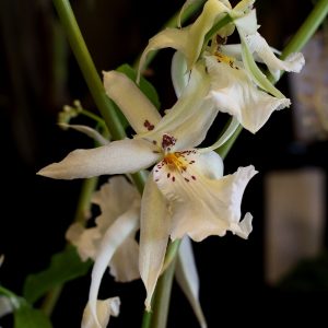 10月の誕生石はオパール　