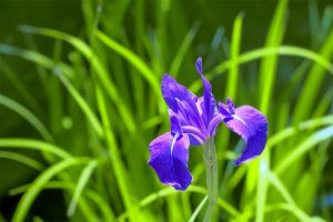 カキツバタ　花言葉「幸せがくる」