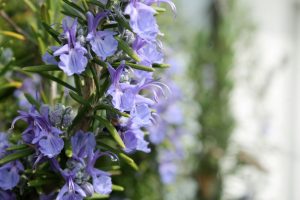 ローズマリー　花言葉「追憶」