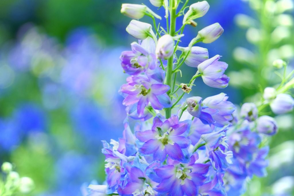 デルフィニウム　花言葉「あなたを慰める」