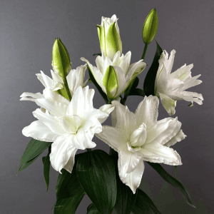 白百合（シラユリ） 花言葉「威厳」