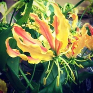 Precious Moon～グロリオサ プレシャスムーン