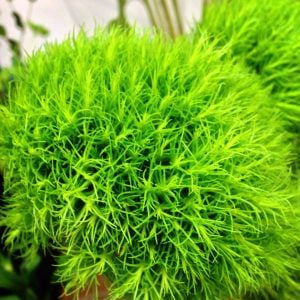 てまり草 花言葉「才能」