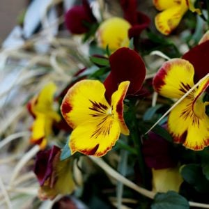 スズランの日（Jour de muguet）