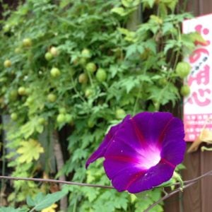 アサガオ　花言葉「明日もさわやかに」