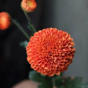 キク　花言葉「私を信じて」