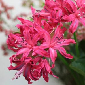 ネリネ　花言葉「幸せな思い出」