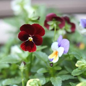 ビオラ　花言葉「誠実な愛」