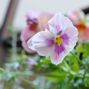 パンジー　花言葉「私の胸はあなたでいっぱいです」