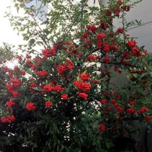 ピラカンサ　花言葉「燃ゆる想い」