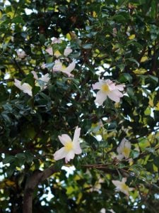 サザンカ　花言葉「理想の恋」