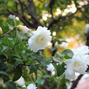 六曜のおはなし