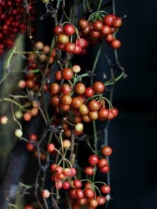 サンキライ　花言葉「不屈の精神」