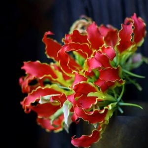 グロリオサ・リリー　花言葉「栄光」