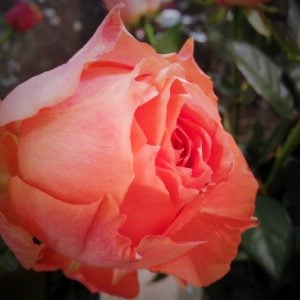 大雪による遅配について