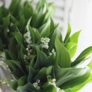 スズラン　花言葉「幸せの再来」