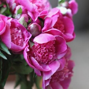 シャクヤク　花言葉「はにかみ」