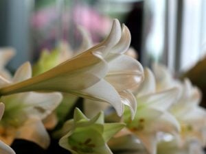 シラユリ　花言葉「純潔」